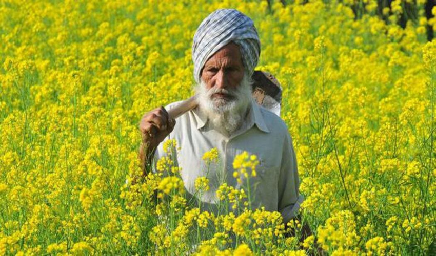 The modern hybrid form of mustard