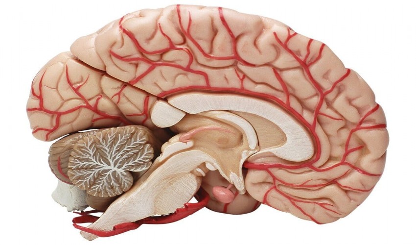 This study reveals that the differences across primate brains, while minor, are nonetheless substantial.