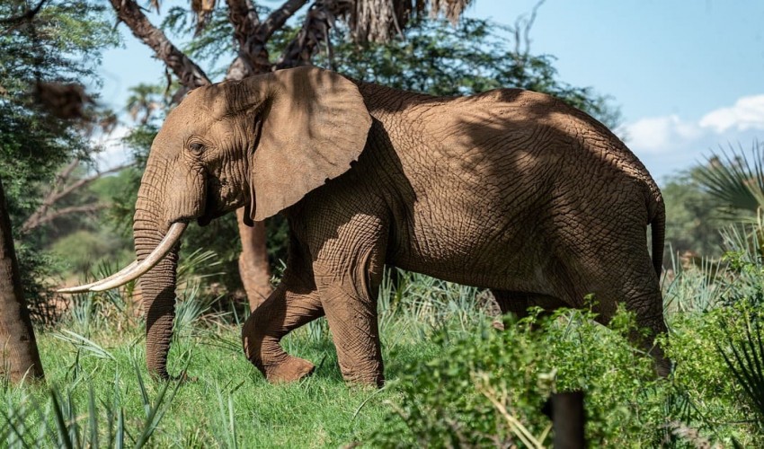 Only slightly ripe bananas can be peeled by this elephant.