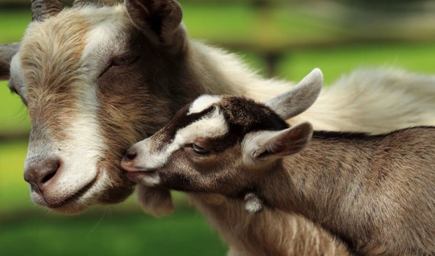 To what extent do we have evidence that animals have emotions?
