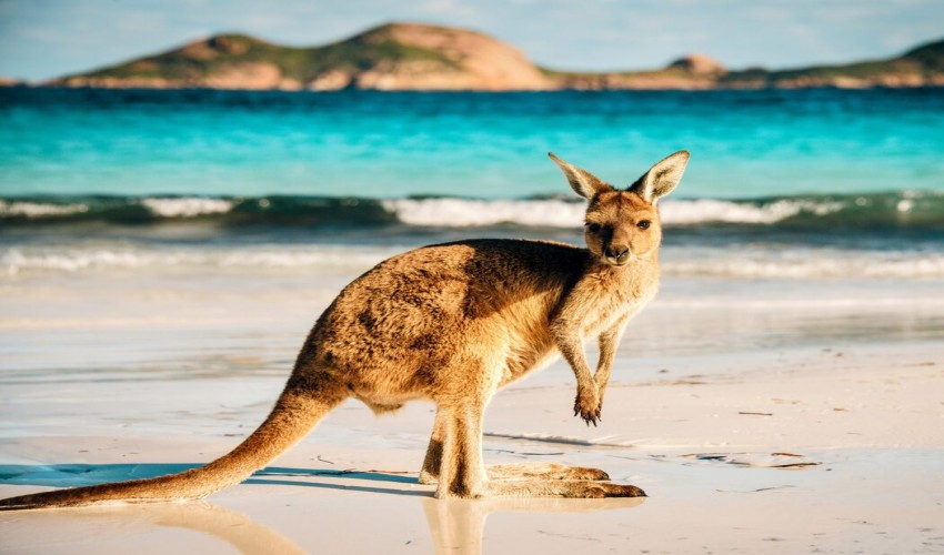 A new kangaroo from Papua New Guinea has been described.