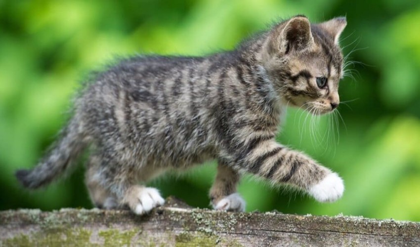 A sapphire Schrödinger’s cat shows that quantum effects may scale up