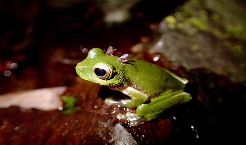Unique Mosquito Feeding Behavior on Frog Nostrils Observed in Australia