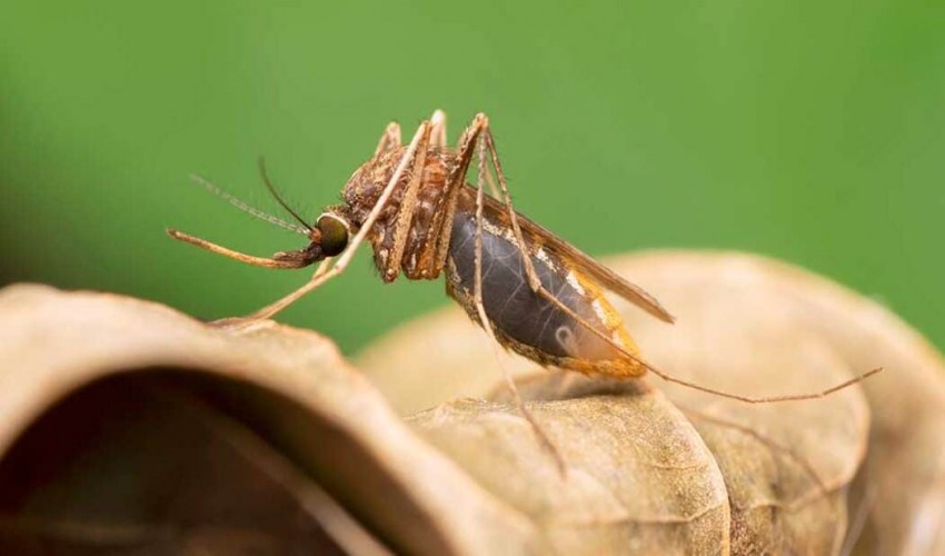 When it comes to malaria-carrying mosquitoes, should we utilise genetic weapons?