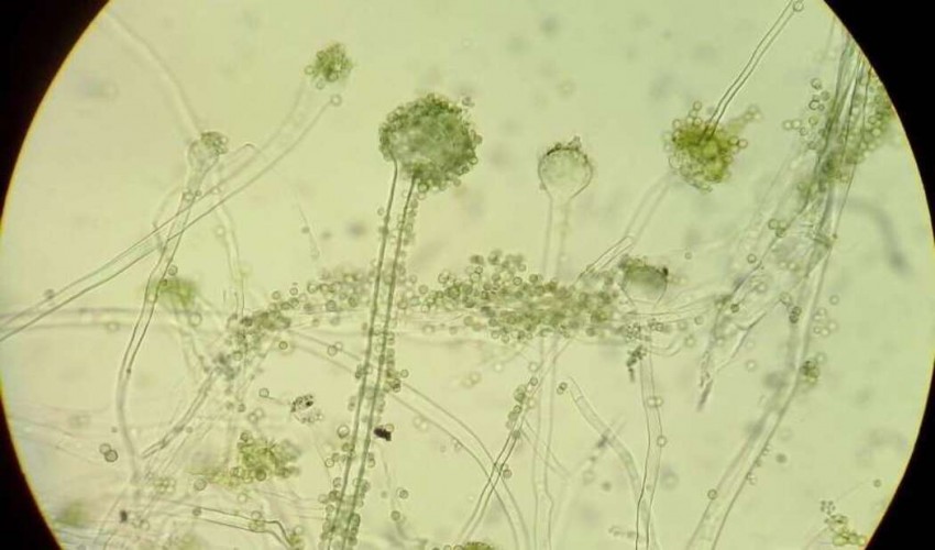 While trading, fungi adhere to basic economic principles