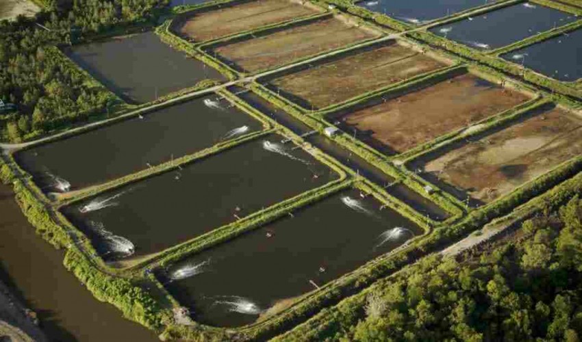 Research topic on Aquaculture