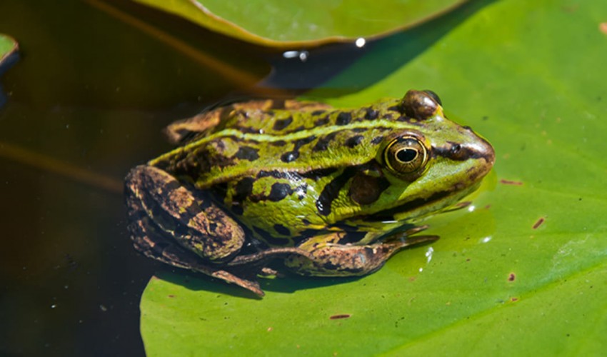Topics for Animal Life Science research