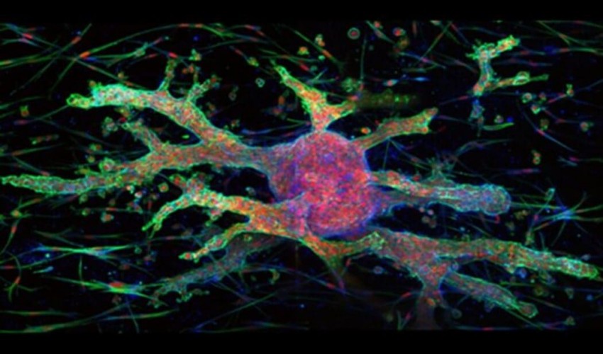 Scientific Topics in Cellular Biology