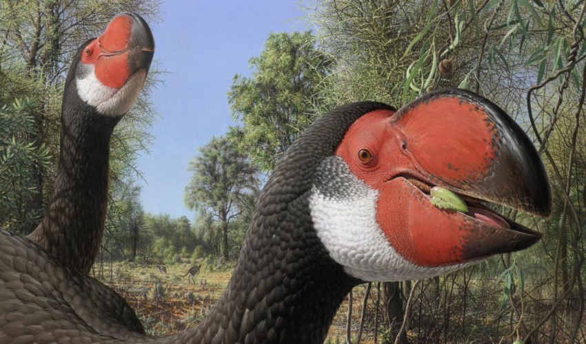 The ancient 'devil ducks' could have been doomed by their sluggish development.