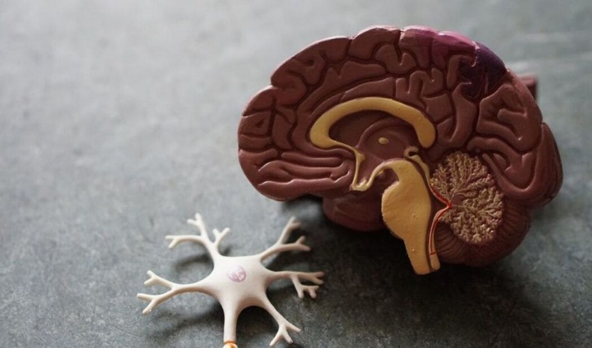 Topics for Neurobiology Research