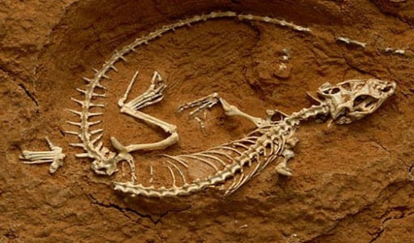 Paleontology