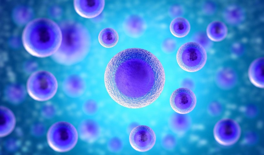 Developmental Biology