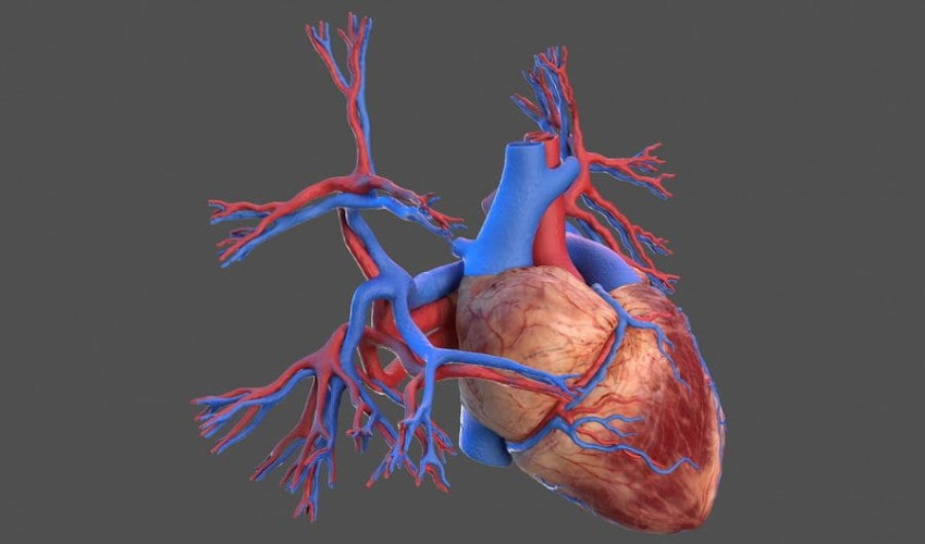 Anatomy
