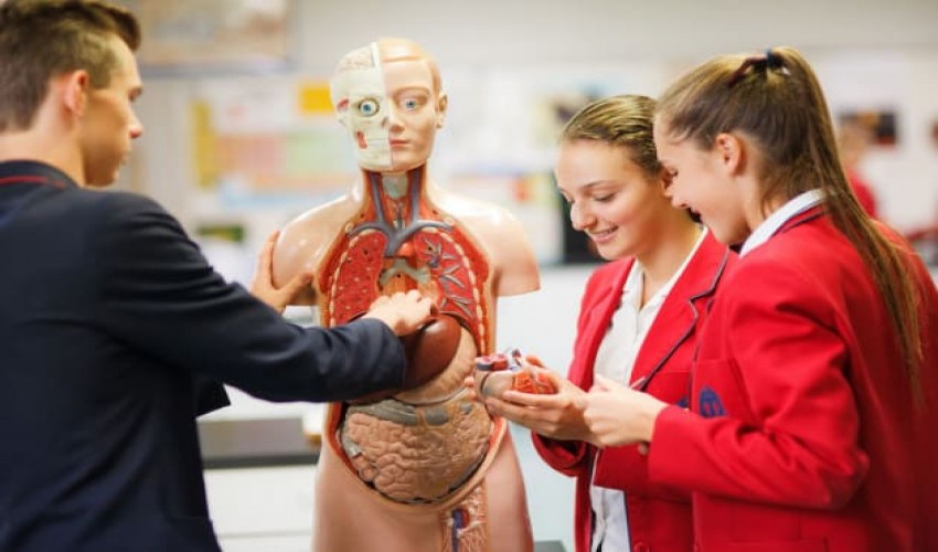 Human physiology