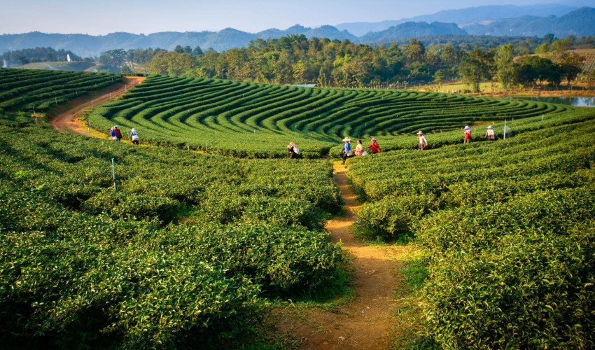 Agroecology