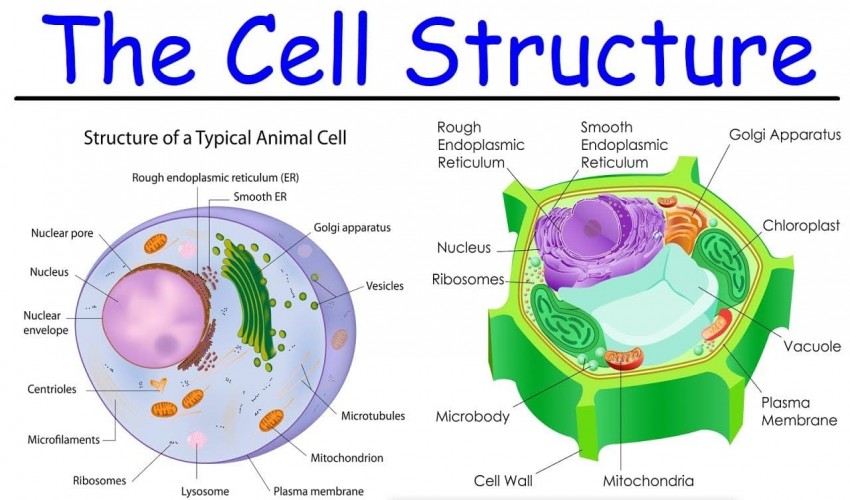 Cell Biology