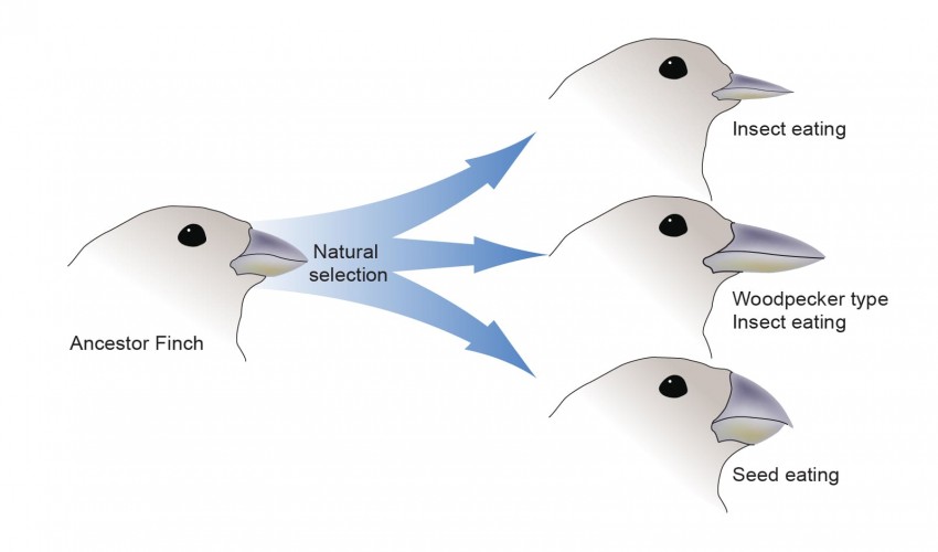 Evolution and Genetics