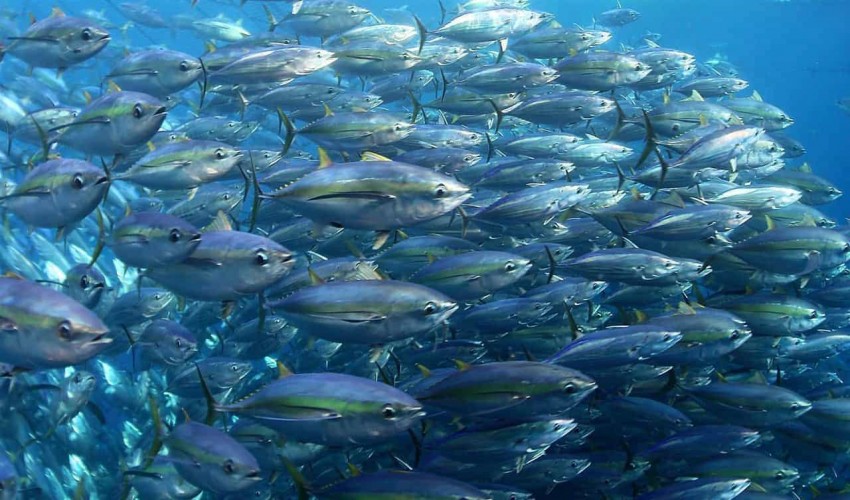 Fisheries