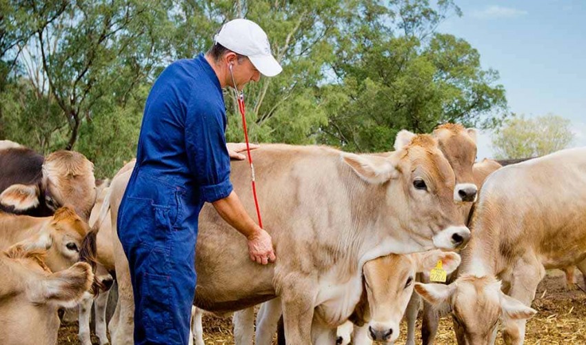 Veterinary Sciences