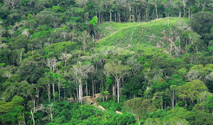 Forestry
