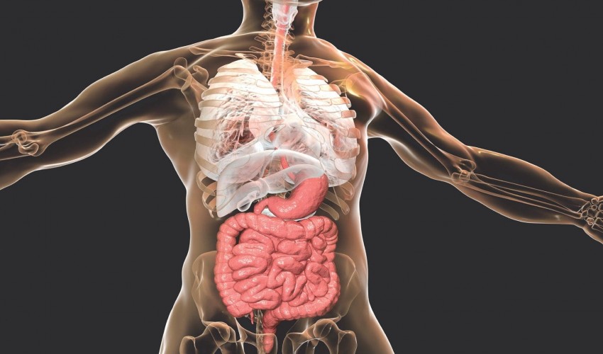 Humane Anatomy, Cytology and Histology