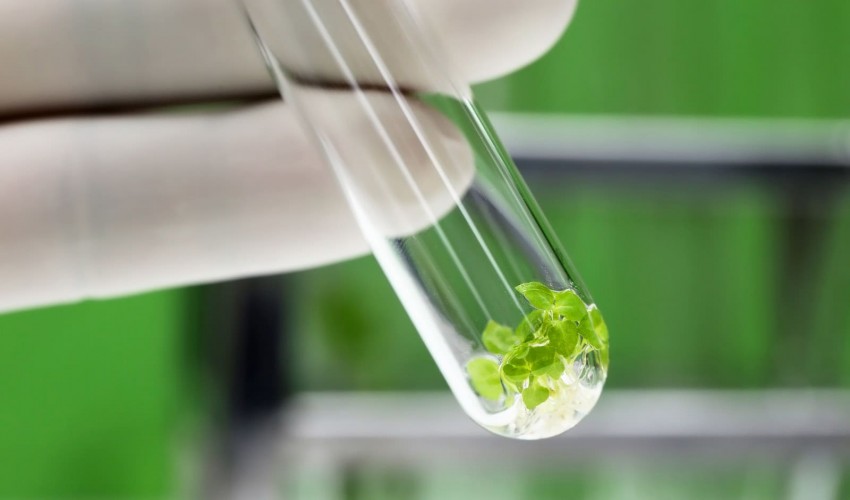 Plant Tissue Culture