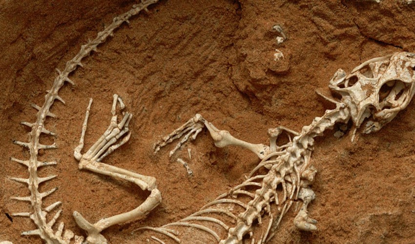 Paleontology