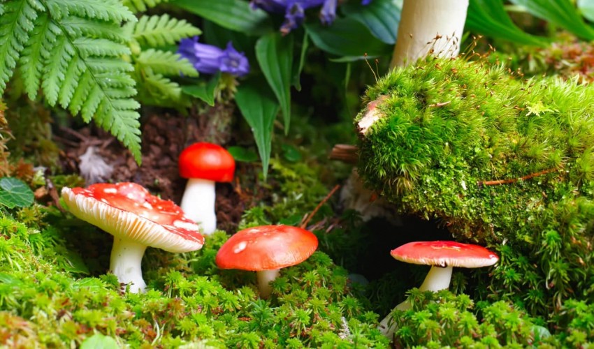 Bio-diversity